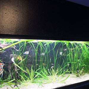 Freshwater angelfish aquarium