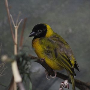 "Salvadori's" Weaver