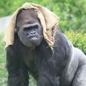 Western Lowland Gorilla