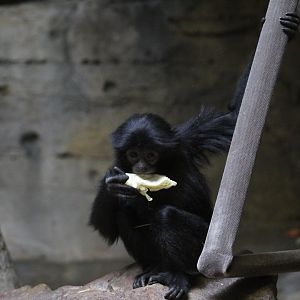 Siamang Baby