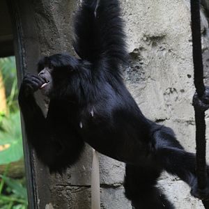 Siamang