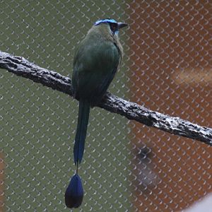 Amazonian Motmot