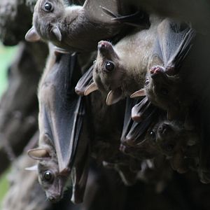 Egyptian Fruit Bats