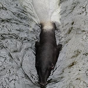 Malayan Tapir Swimming