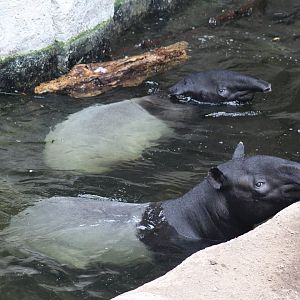 Malayan Tapirs Swimming