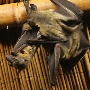 Straw-Colored Fruit Bats