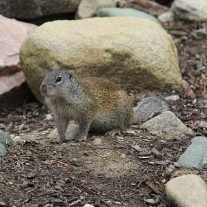 Franklin's Ground Squirrel