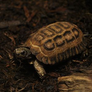 Flat-Backed Spider Tortoise