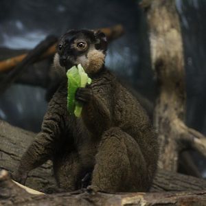 Common Brown Lemur