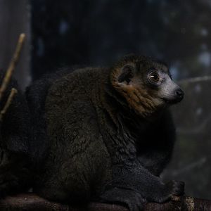 Mongoose Lemur