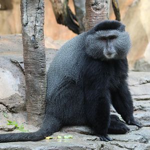 Stuhlmann's Blue Monkey