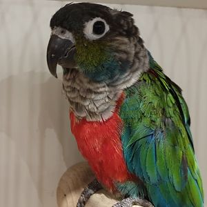 Crimson-bellied parakeet - Pyrrhura perlata