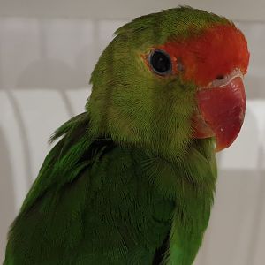 Black-winged lovebird - male