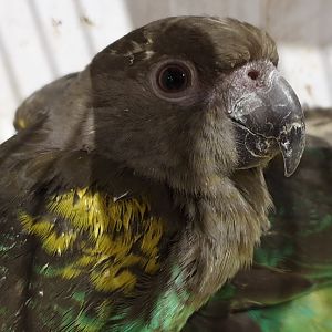 Meyer's parrot