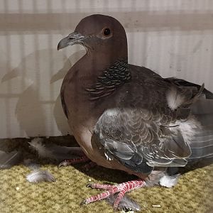 Picazuro pigeon