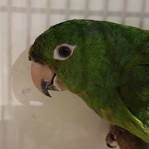 Green parakeet - Aratinga holochlora strenua