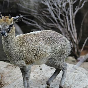 Klipspringer