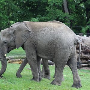 African Bush Elephant