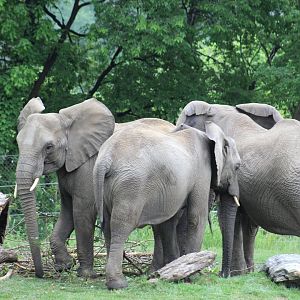 Swaziland Rescued Elephants