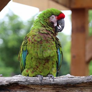 Military Macaw