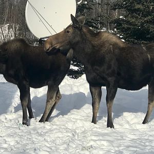 Moose in my front yard. Alaska.