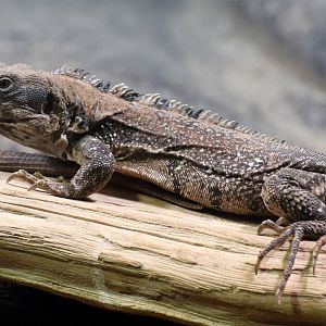 Iguana ID