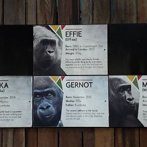 Gorilla name board