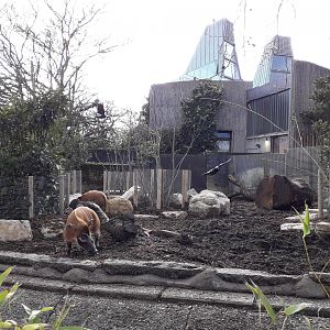 Red River Hogs on the Casson