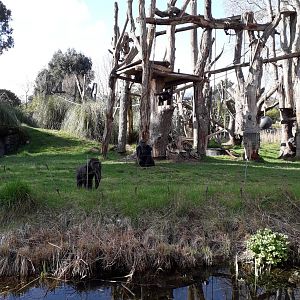 Gorilla Kingdom scatter feed