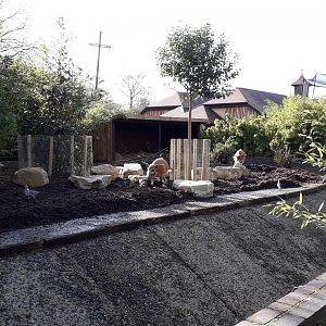 Red River Hogs on the Casson