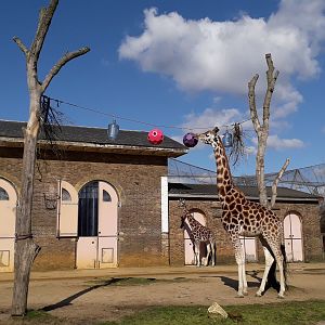 Giraffe with new puzzle feeders