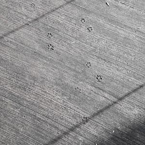 Pawprints in cement at Tiger Territory