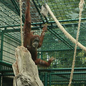 Orangutan