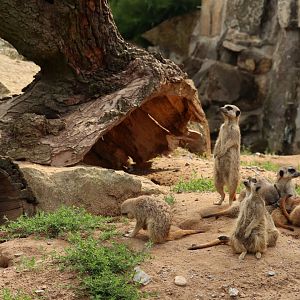 Meerkats