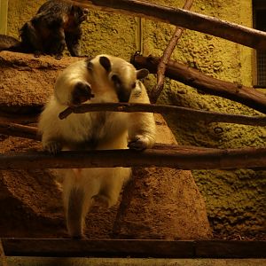 Tamandua and Saki monkey