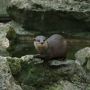 Otter