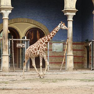 Giraffe Max with a transmitter