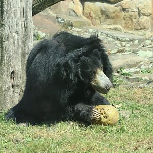 Sloth Bear