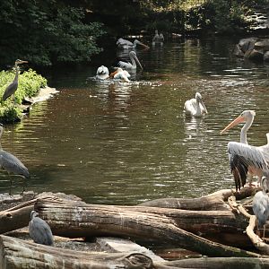 Pelicans