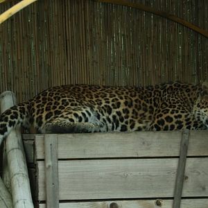 North Chinese Leopard