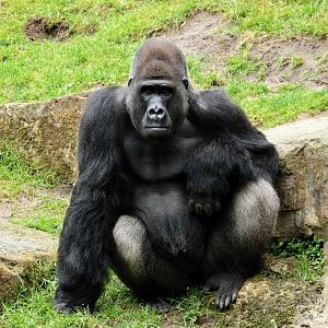 Western Lowland Gorilla