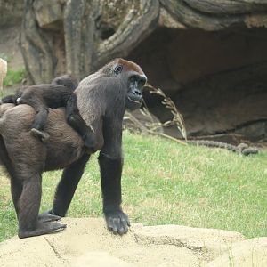 Western Lowland Gorilla