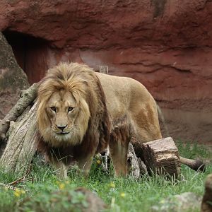 Barbary Lion