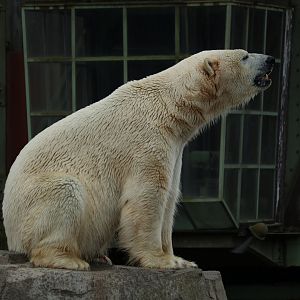 Polar Bear