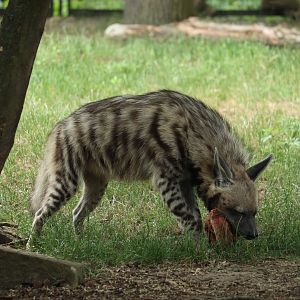 Striped Hyena
