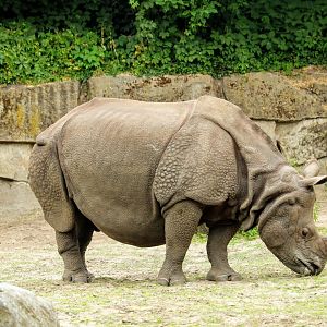 Greater One-horned Rhinoceros