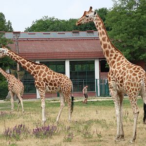 Giraffe herd