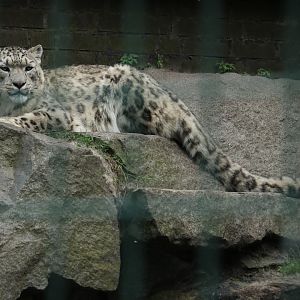 Snow Leopard