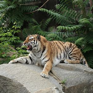Siberian Tiger