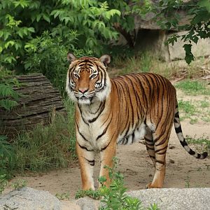 Malayan Tiger